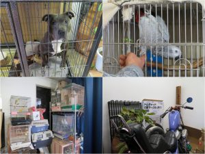 一体何種類の動物がいるのやらと思うほどの状態。床に置かれたケージも多く、全貌はなかなか見えない