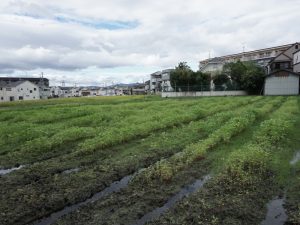 そば畑は水はけをよくするため畝を切っている