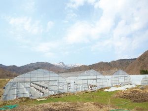 高品質にこだわったミニトマトを栽培している