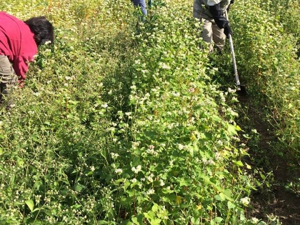 蕎麦畑で農作業をする学生たち