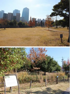 芝生広場とビオトープ。芝生広場の奥には名古屋駅の高層ビルが見える