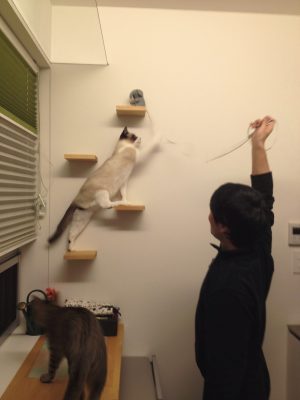 キャットウォークで遊ぶ猫