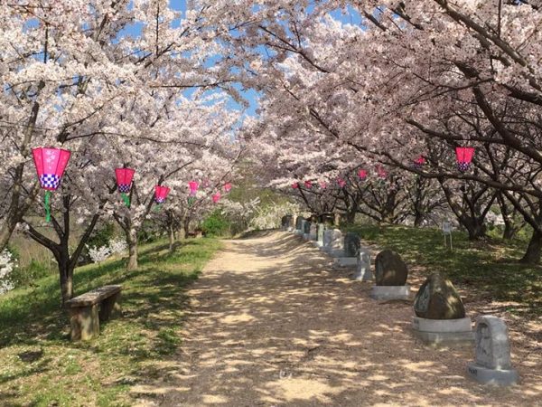 塔の峰千本桜は、佐木島の新名所だ