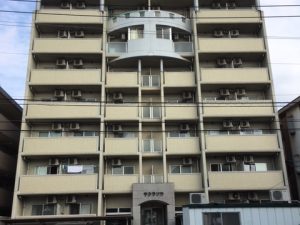 サクラソウの外観