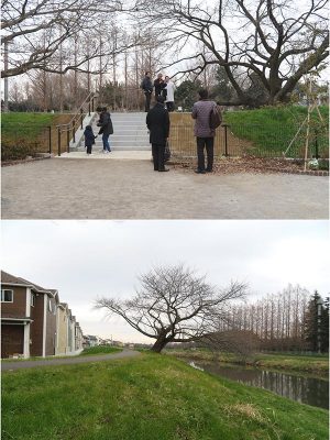 階段自体はなんの変哲もないものだが、これがあることで川への心の距離が縮まった。そして堤に上がるとこんな風景。中央にあるのは桜で、対岸にあるのが宮内庁の鴨場。春の桜、緑の情景を心の目で見ると、どうだろう、素晴らしい眺めが見えないだろうか