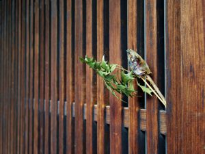 最近はあまり見られなくなった節分の風物詩。柊の枝に焼いた鰯の頭を刺して門口に飾ったおまじない