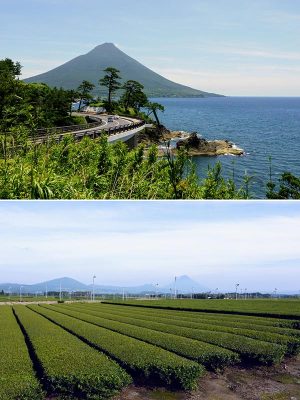 上/頴娃町自慢の絶景ポイントのひとつ。海越しに、“薩摩富士”と称される開聞岳を望む 下/内陸部には緑の茶畑が広がる