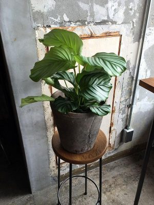 植物の鉢をいろいろな場所に置いてみて、育ちやすい場所を探してみよう ©︎2019 sho tanii