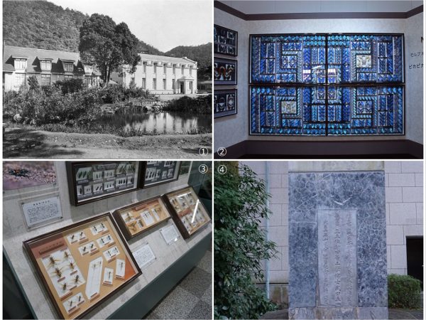 ①1919年ごろ撮影の記念昆虫館(左)と名和昆虫博物館(写真提供:名和昆虫博物館)②博物館2階にあるモルフォチョウの展示。「モルフォチョウはもともと青い色素は持っていません。青い光の波長を反射し、あとの光りを吸収し、干渉や屈折といったかなり複雑な具合でこう見えるのです」とのこと(写真提供:名和昆虫博物館)③標本箱は、密閉性が高いドイツ式をもとにして、枠の部分のデザインなどにこだわり、特注。販売もしている④記念昆虫館の前にある昆虫碑。靖の還暦記念事業で集まったお金で作られ、この設計も武田五一が担当。1912(明治45)年には、社会のためとはいえ研究で殺してしまった何億という虫の魂を癒したいと、周囲の協力による寄付金で「駆蟲(くちゅう)の碑」が本願寺岐阜別院(西別院)の敷地内に建てられた