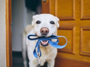 整った玄関は外出を促し転倒などを防ぐ。ワンちゃんとのお散歩もスムーズに!