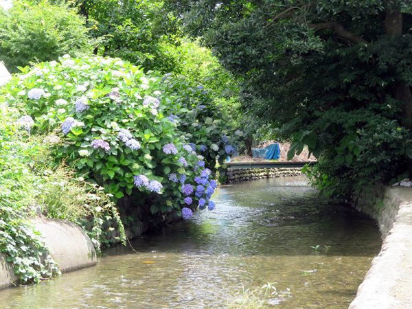 並木以外にも自然は豊富で農業も盛ん。せせらぎを楽しめる場所などもあり、都市と郊外、2つの魅力のあるまちのひとつ