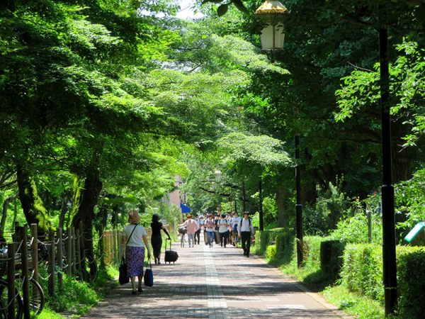 国立駅前から続く並木が有名だが、市内にはそれ以外も美しい並木、緑の景観が多く残されている。それはかつて文教地区指定を選んだ先人たちが残した財産のひとつ