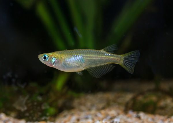 かつては田んぼに行けば必ずと言っていいほど見ることができたメダカ。しかし環境の悪化などによって2003年に絶滅危惧種として指定された。農村の衰退によって、田園の生態系維持が難しくなっている