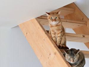 古くから人間と共生してきた猫。現代の住環境において、猫はどのような存在なのだろうか