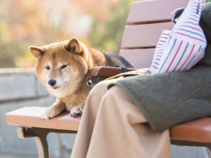 近所の公園やレストランなど、これまで以上に自宅や自宅周辺で過ごす時間が増えた1年