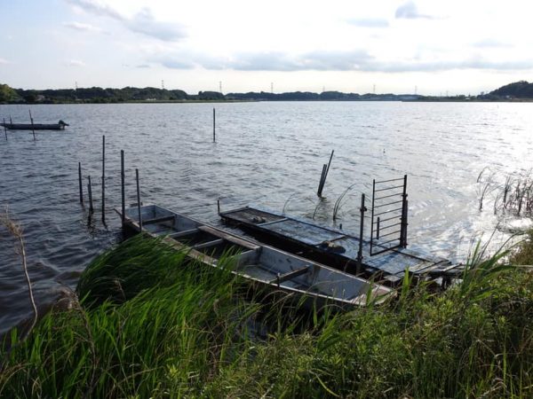 詩情豊かな手賀沼の風景(撮影:大野秀敏)