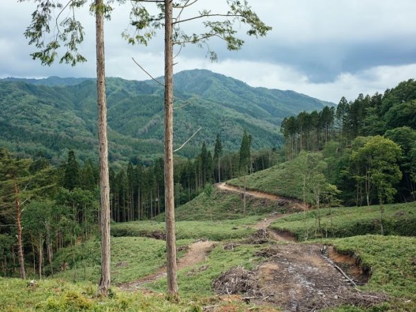 村民が山持ちとなって管理をし、木を売り、また植栽して山を育てる。そのサイクルが100年以上にわたって続けられている(写真提供:根羽村)
