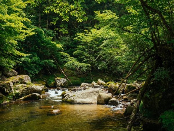 豊かな山と美しい川の水を守り、村を存続させることが、流域人口180万人の暮らしにもつながる(写真提供:根羽村)