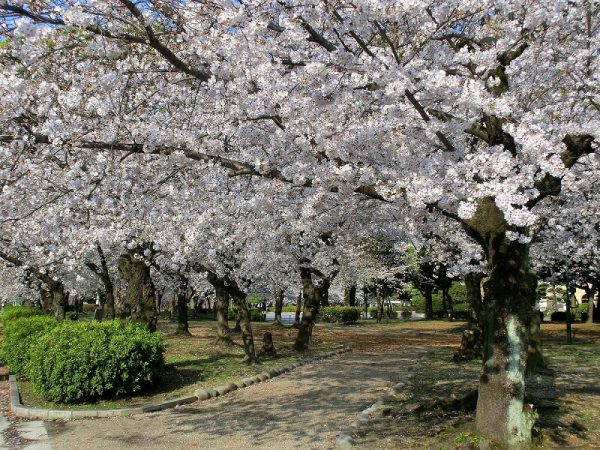 噴水塔の北に桜林があり、園内全体では約750本の桜が咲き誇る。佐々木さんに教えていただいた1934(昭和9)年の名古屋市役所文書には、花見に多数の観客が訪れ、夜間点燈(ライトアップ)の設備もあったという記載があった(写真提供:鶴舞公園事務所)