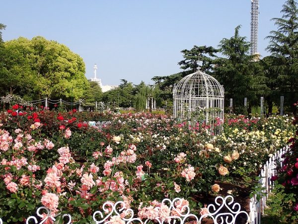 噴水塔の北に桜林があり、園内全体では約750本の桜が咲き誇る。佐々木さんに教えていただいた1934(昭和9)年の名古屋市役所文書には、花見に多数の観客が訪れ、夜間点燈(ライトアップ)の設備もあったという記載があった(写真提供:鶴舞公園事務所)