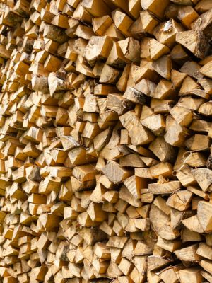 ロシア連邦は、全世界の約2割の森林が集中する森林大国だ