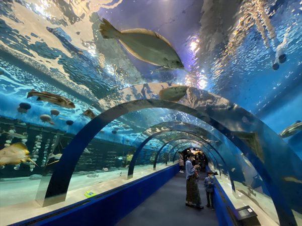 40年近い歴史を持つ青森県営浅虫水族館のトンネル水槽。鉄骨フレームの太さが今の水槽にはないいい味!(写真:宮沢洋)