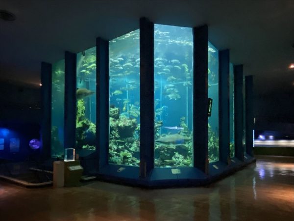 東海大学海洋科学博物館。静岡県静岡市清水区三保2389/1970年開館/設計:山田守建築事務所/交通:JR東海道線・清水駅から東海大学三保水族館行きのバスに乗車し終点下車(写真:宮沢洋)