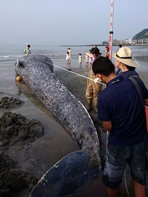 心配して海岸に市民も集まるなか、国立科学博物館の職員らによる調査が行われた