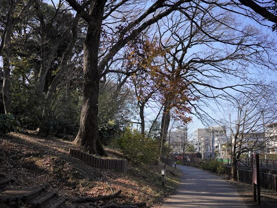 ハナミズキがシンボルの中野区立江古田の森公園は、新江古田駅から徒歩10分。国立療養所中野病院跡地等を一体的に整備し、2007年に開園した