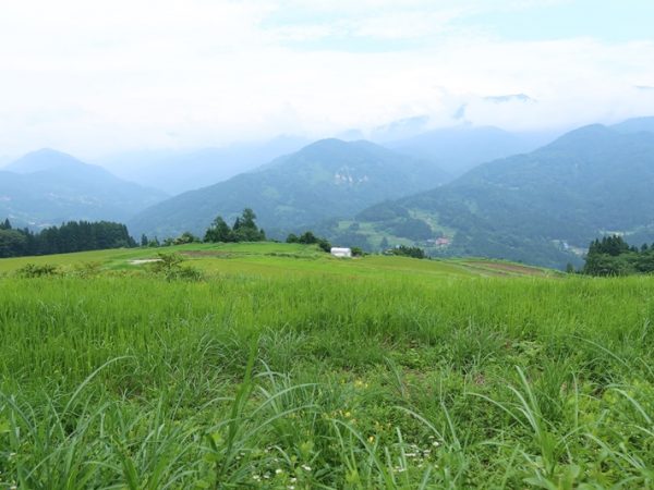 和澤さんお手製の分厚い資料。これだけの情報量からの説明が面白くないわけがない