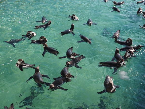 葛西臨海水族園の水槽