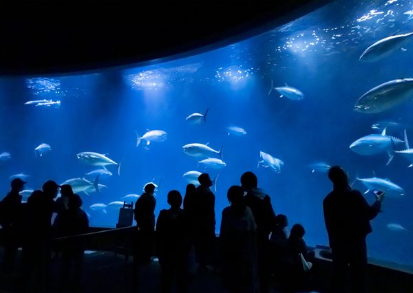 葛西臨海水族園の水槽