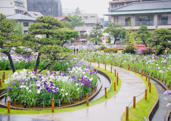 5位の堀切菖蒲園駅は、「習い事」のスコアは上位10駅中で最も低いが、⼀⽅で「公園」のスコア
は最も⾼い。花菖蒲のほか、四季折々の花が見られる堀切菖蒲園の最寄り駅