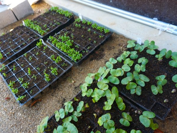 moss ARIMATSU内部。キッチンカウンターには、捨てられる予定だったタイルを利用した。古いものや捨てられるものを上手に取り入れている