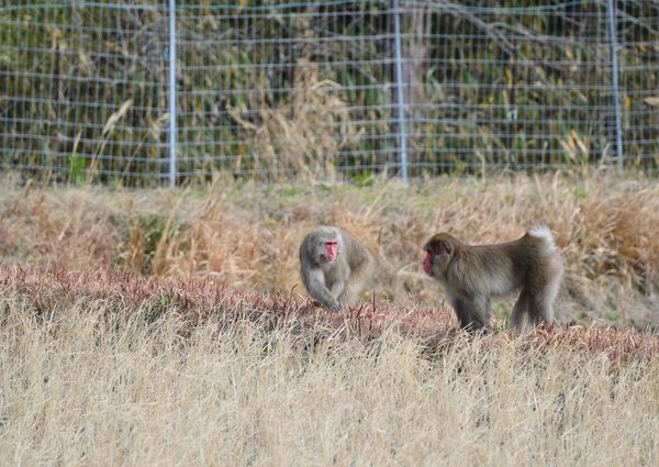 最近は里山の荒廃によって害獣被害も拡大している。荒廃理由のひとつが耕作放棄地の発生だ