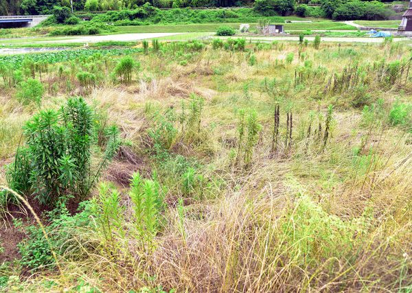 荒れた水田(画像はイメージ)