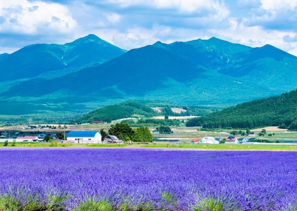 北海道富良野市は+31.3%(前年+27.9%)とリゾート地としてトップの上昇率