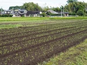 農地と住宅が隣り合う菊陽町。農業の町であると同時に、熊本市のベッドタウンとして発展してきた