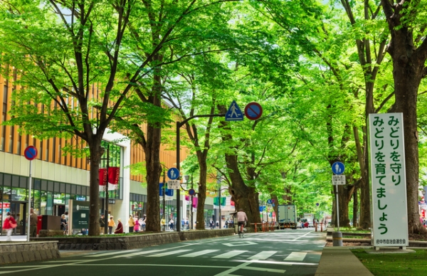 東京都府中市けやき並木通り。600mに渡って130本ほどの高木が並び、江戸初期からの古木もある
