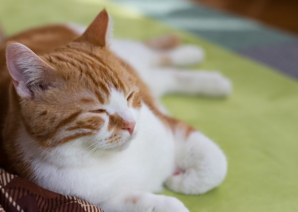 お正月はのんびりしてみてはいかがだろうか