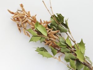 節分。柊の門飾り