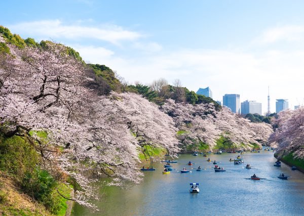 千鳥ヶ淵の桜 春 （東京都千代田区）