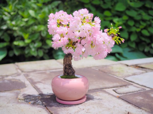 桜のミニ盆栽