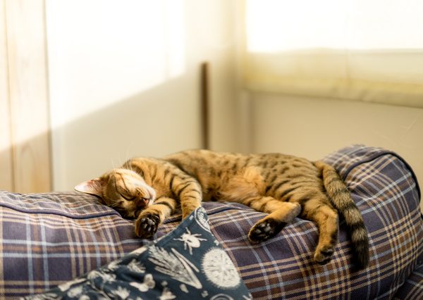 猫を室内飼いすることで、事故や病気から猫を守ることができる