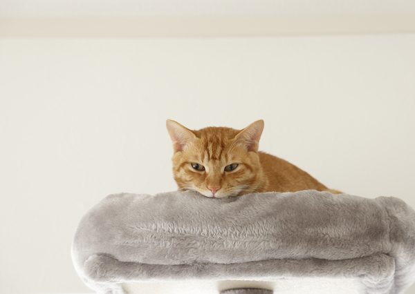 一生猫と暮らすことを前提に、ずっと飼い続けられるのかを慎重に検討したい