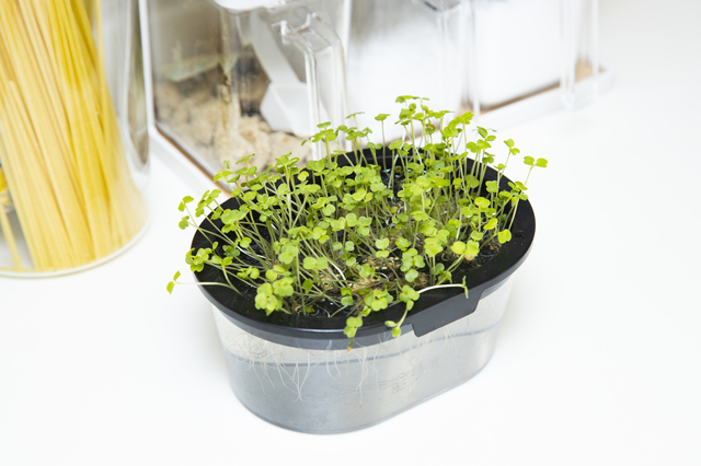 癒し効果 21 と 21 実用 21 の一石二鳥 キッチン菜園を知っていますか 住まいの本当と今を伝える情報サイト Lifull Home 039 S Press