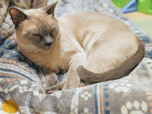 こたつは数々の文芸作品にも登場している