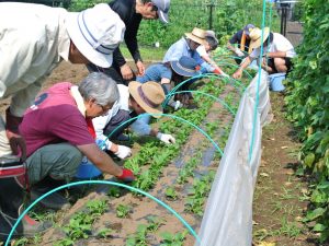 初級コースといえども、種まきから収穫まで実技を通しての学びは多い