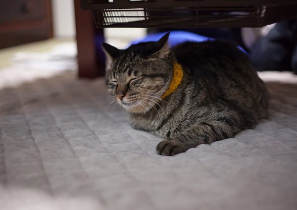 大晦日には歳神様を待ち、夜は一晩中寝ずに起きておくという習わしがある
