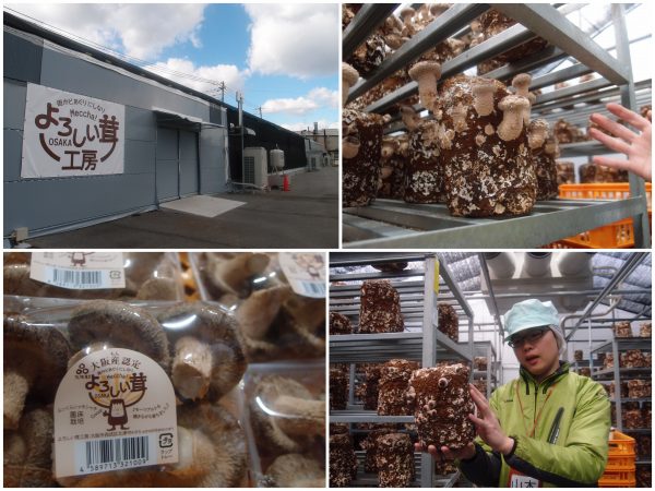 よろしい茸工房の外観とハウス内。シイタケは農薬・殺虫剤・雨水を一切使わず、電子水のみで栽培。<br>モーツアルトを聴きながら、すくすく育つ